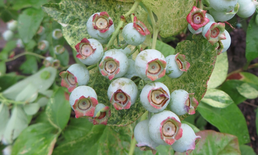 Image 1: Up to Three Blueberry Vaccinium Flamingo Plants 9cm