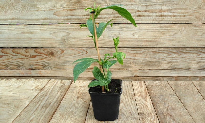 Image 5: One, Two or Three Pot Plants of Flowering Cherry Tree Kojo-No-Mai