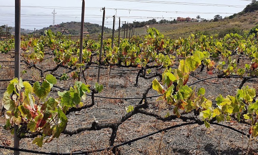 Image 11: Visita a Bodegas, Museo del Vino y cata con aperitivos