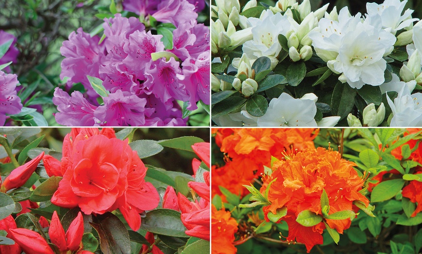 Up to Four Hardy Dwarf Azalea Collection Plants | Groupon