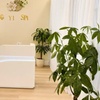 Image 5: Rejuvenating Head Spa & Aromatherapy Experiences at Yi Spa