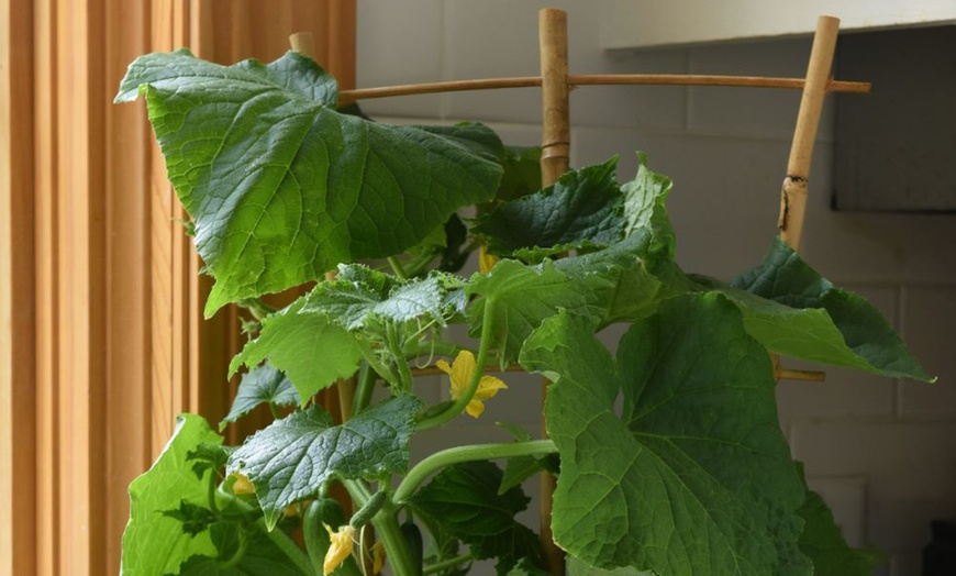 Image 9: Small Space Vegetable Plants - 3 or 6 Potted Plants