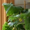 Image 9: Small Space Vegetable Plants - 3 or 6 Potted Plants