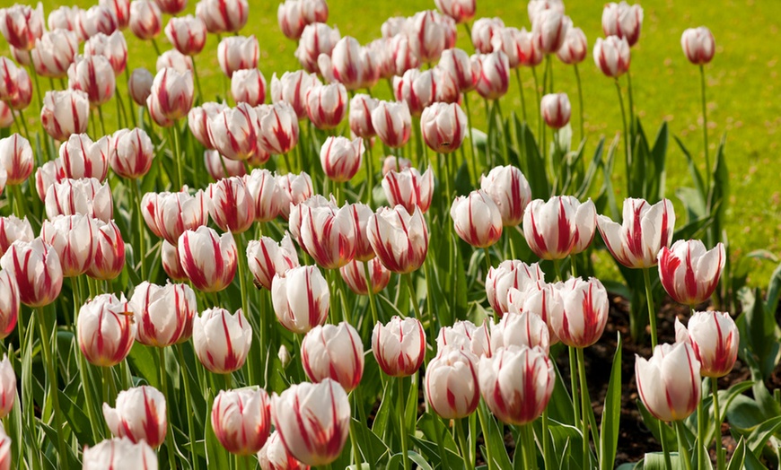 Image 3: 1 ou 2 lots de 30 bulbes de tulipes de Rootz