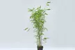 Red Bamboo - Asian Wonder - 1 or 2 Potted Plants - Image 3