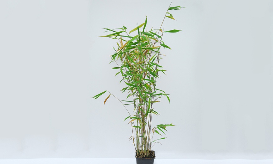 Image 3: One or Two Asian Wonder 9cm Bamboo Plants
