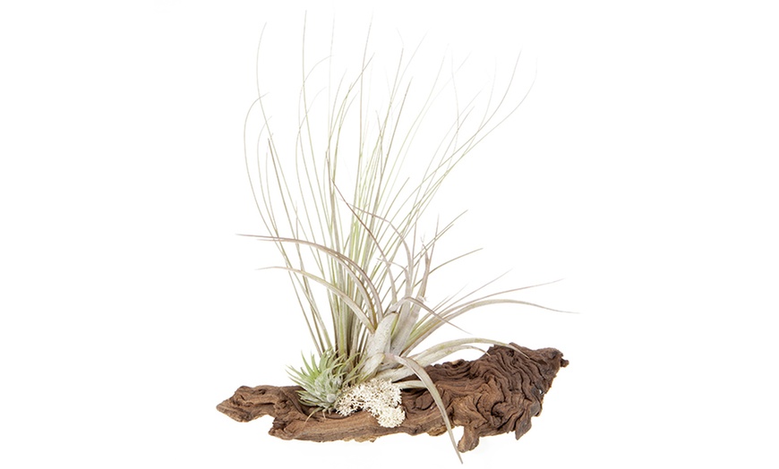 Image 2: Air Plant Arrangement