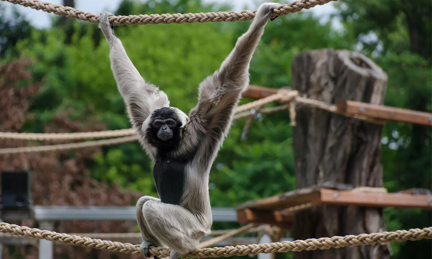 Bilet wstępu do ZOO Wrocław wraz z Afrykarium