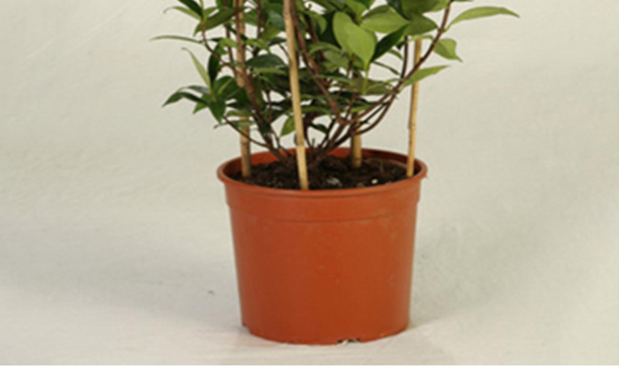 Image 7: Trachelospermum Jasminoides 2L Pot – One or Two Plants