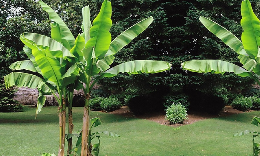 Image 3: Musa Banana Plants 