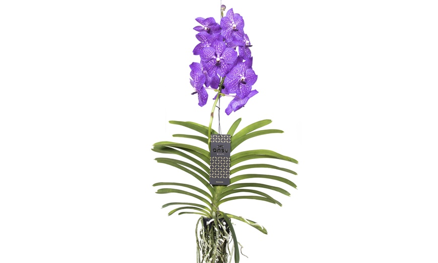 Image 16: Orquídeas Vanda XL Rootz