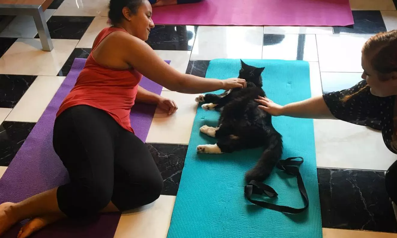 Cat Lounge Hours or yoga Sessions for One or Two at The Cafe Meow (Up to 25% Off). Six Options Available. - Second Medium