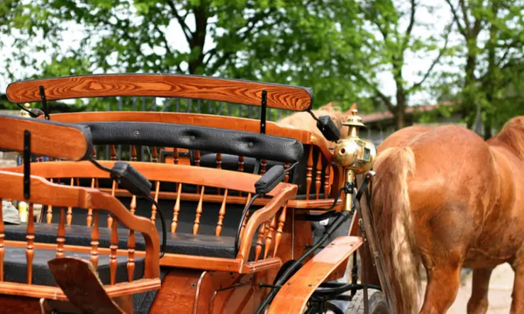 60 Min. Pferdeschlitten- oder Kutschfahrt für bis zu 5 Personen