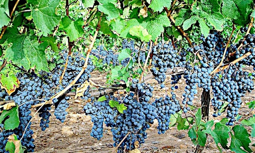 Image 13: Visita a bodega con cata de vinos 