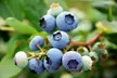 3er- oder 6er-Set Heidelbeeren (Vaccinium corymbosum), inkl. Versand - Second Medium