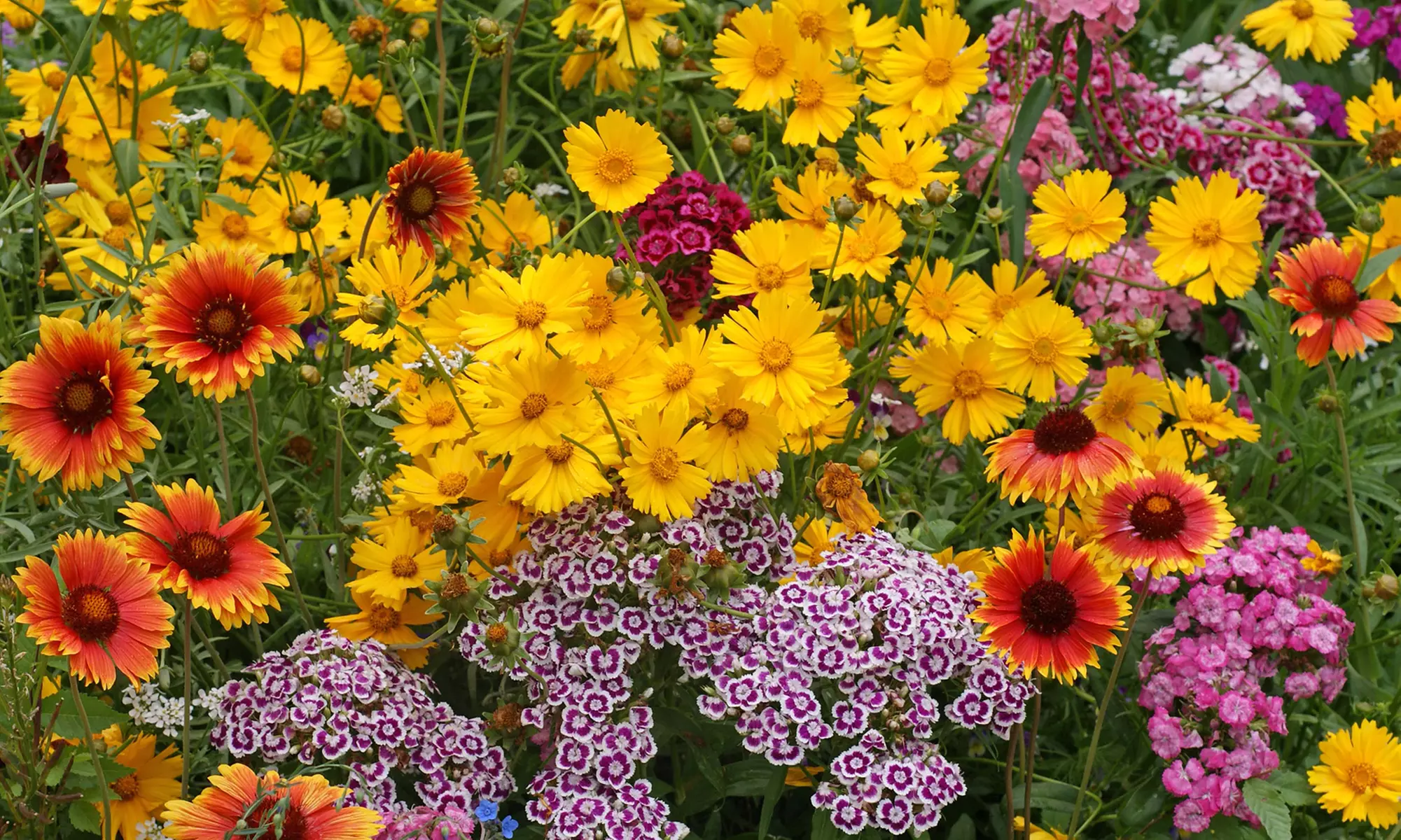 Roll-Out Assorted Flower Seed Mats - Second Medium