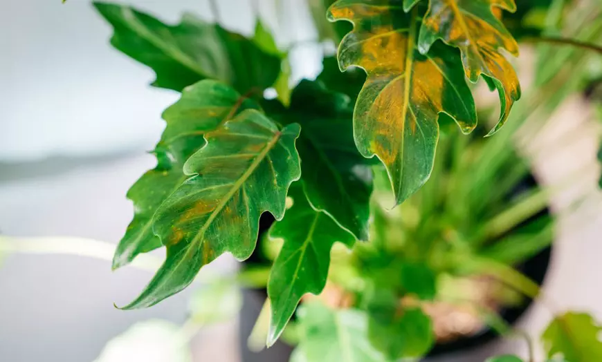 Image 4: Philodendron Xanadu Large kamerplant