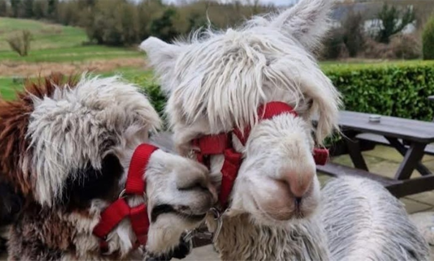 Image 1: Enjoy a Fun Farm Walk and Alpaca Meet for One, Two, or Four People