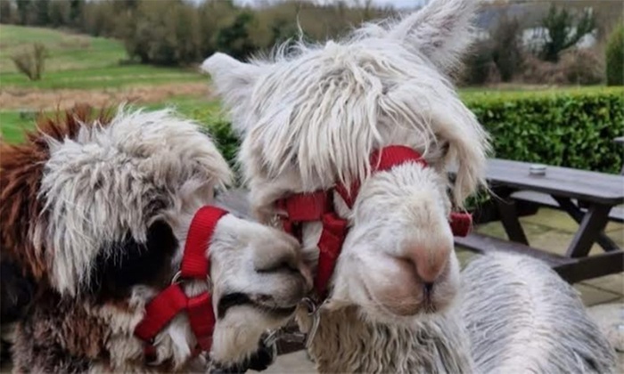 Bridge End Alpacas – Pet & Feed Alpacas, Up to50% Fun for all!