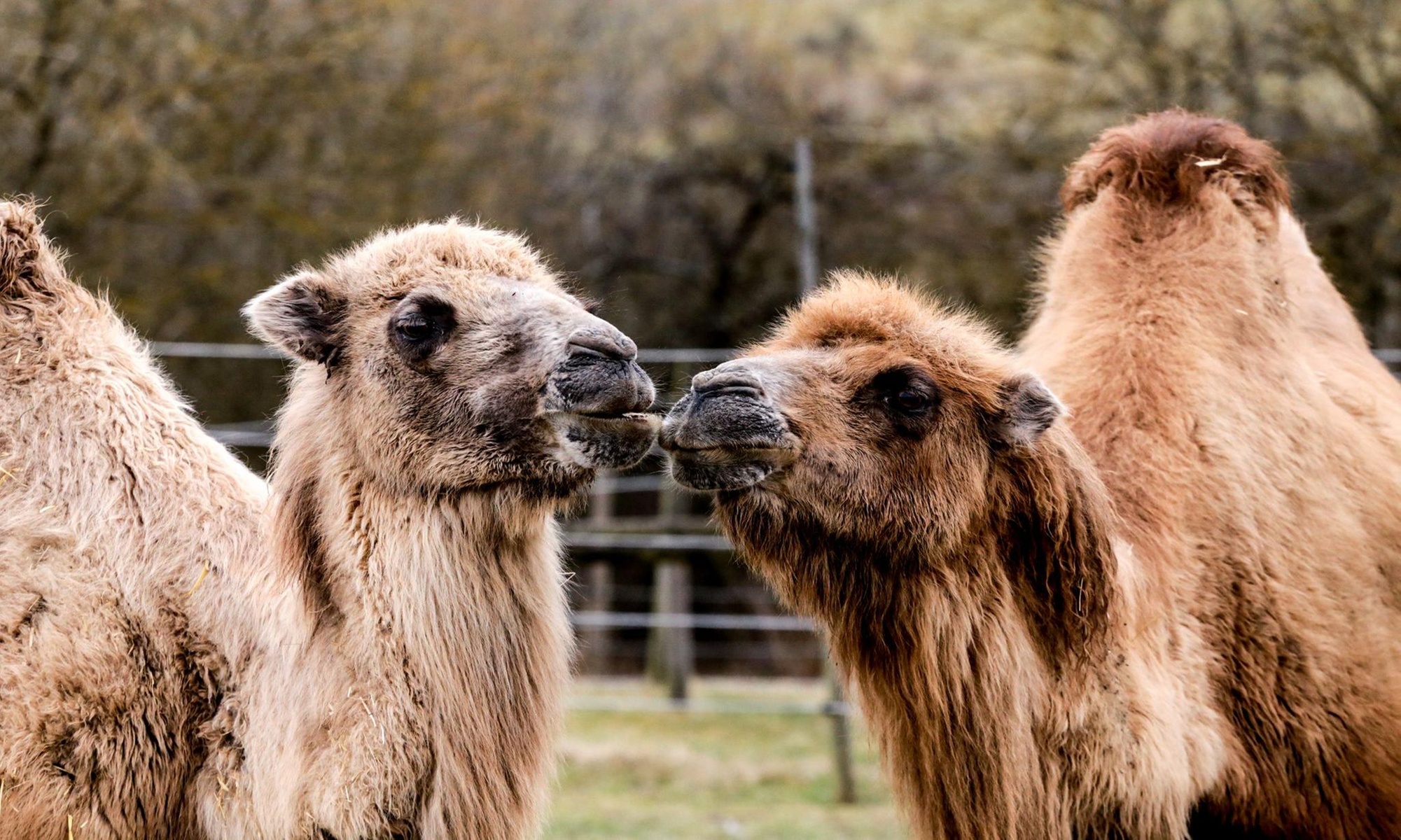 Tageskarte für 1-2 Erwachsene oder Familie für Freizeitpark Rotfelden