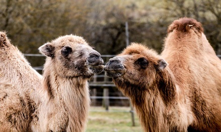 Für 1 Erwachsenen: Tageskarte für Freizeitpark Rotfelden - Freizeitpark Rotfelden