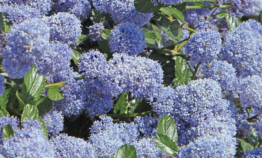 Image 1: Ceanothus Thyrsiflorus Repens Plant