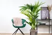 1 of 2 Howea Kentia palmen met luchtzuiverende werking - Image 3