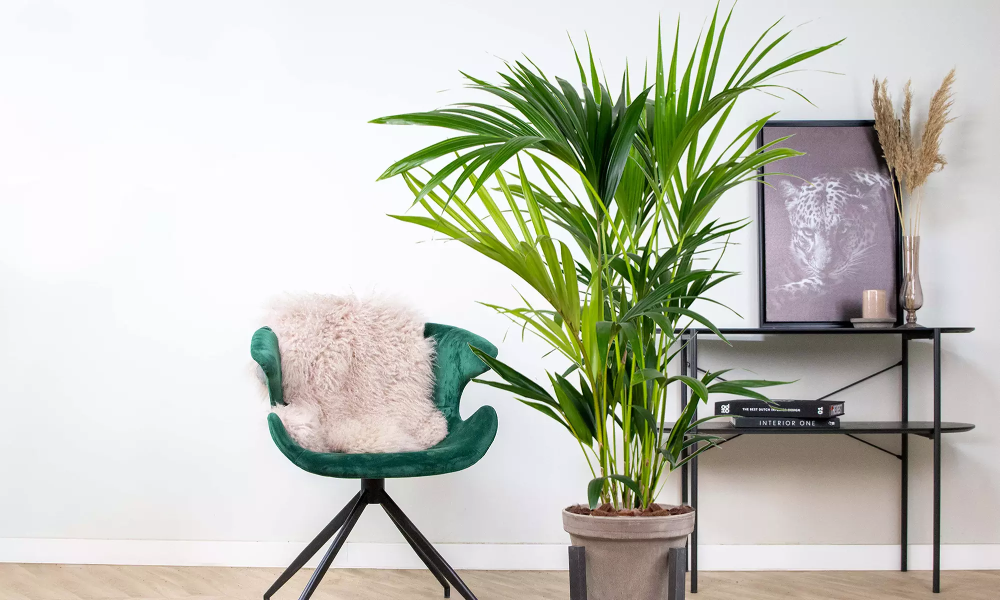 1 of 2 Kentia palmplanten