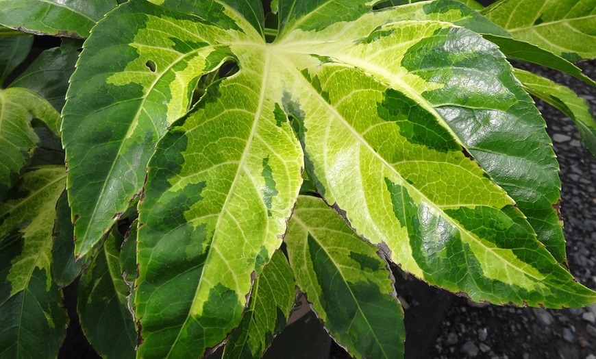 Image 2: Fatsia japonica Camouflage Evergreen Tropical Foliage