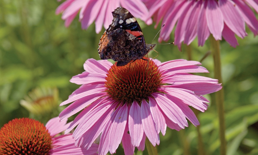 Image 5: 30 Everlasting Perennial Collection Plants