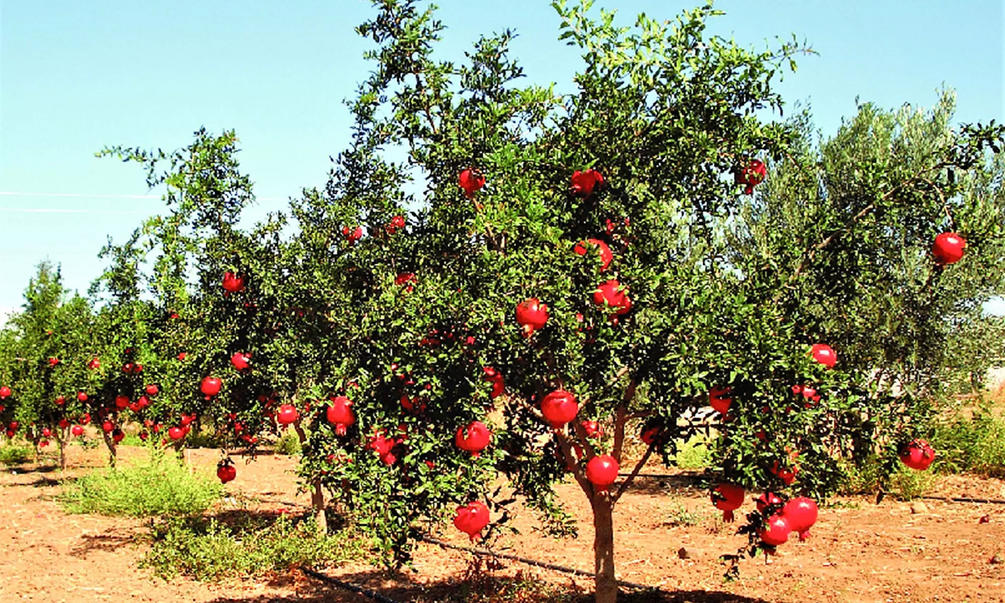 Lot de 3 ou 6 arbustes Punica Granatum (grenadier commun) - Primary Image
