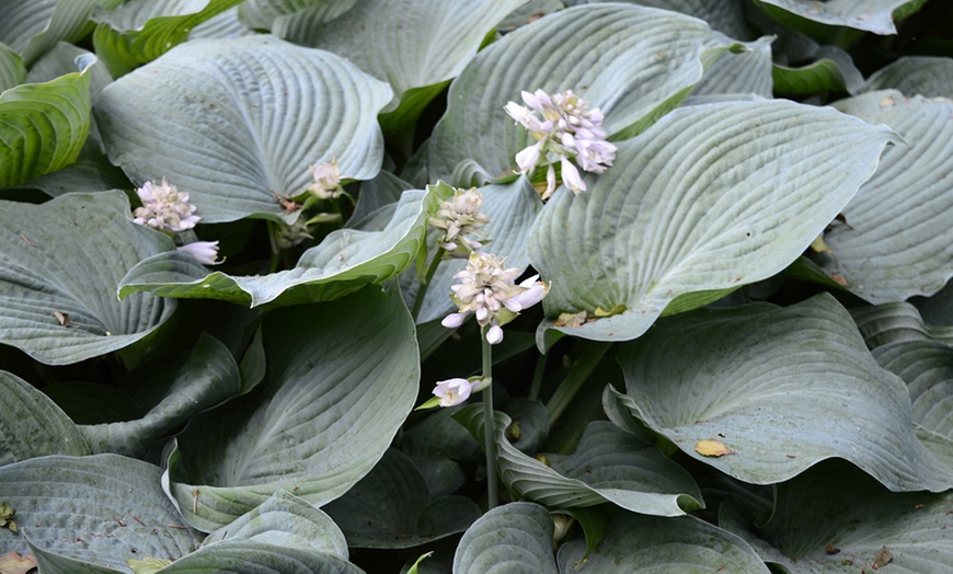 Image 9: Up to Six Hosta Giant Leaved Mix Bare Roots