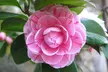 Camellia japonica Pflanzensammlung in weißen, roten und rosa Blüten - Second Medium