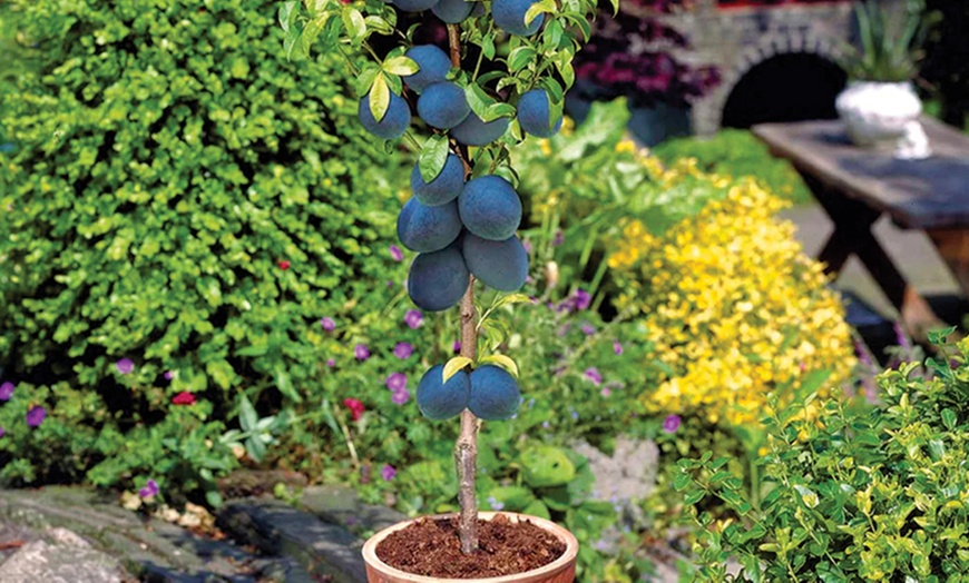 Image 7: Packung mit 6 Säulenobstbäume - Obstbaum - 80 CM hoch