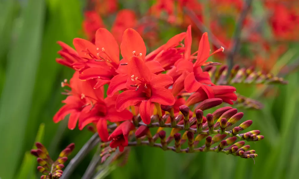 Lucky Dip Cottage Garden Perennial Plants - up to 36 Potted Plants