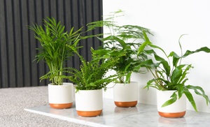 Three or Six 6cm Potted Plants of Green Houseplant Mix