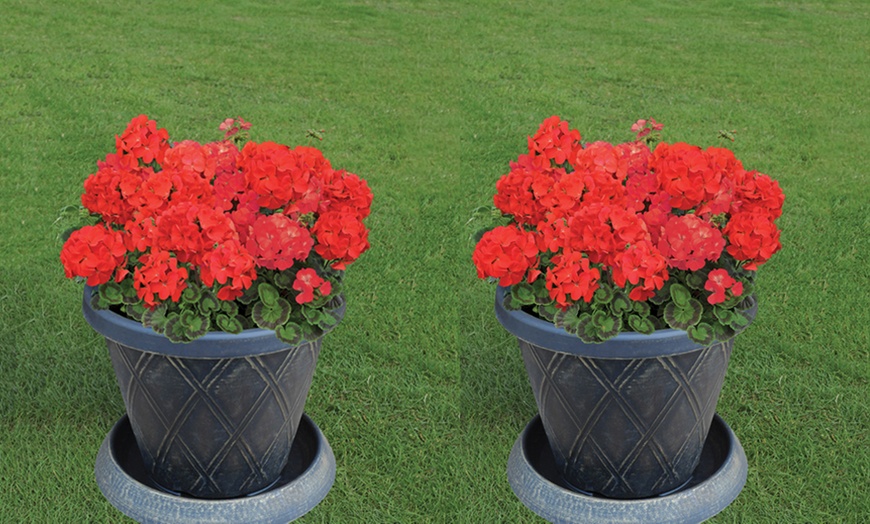 Image 6: 15 or 30 Geranium Best Red Garden-Ready Plants