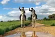 Ruta a caballo de 1h20m con opción a clase de iniciación para 1, 2 o 4 personas, con hasta un 61% de descuento - Image 3