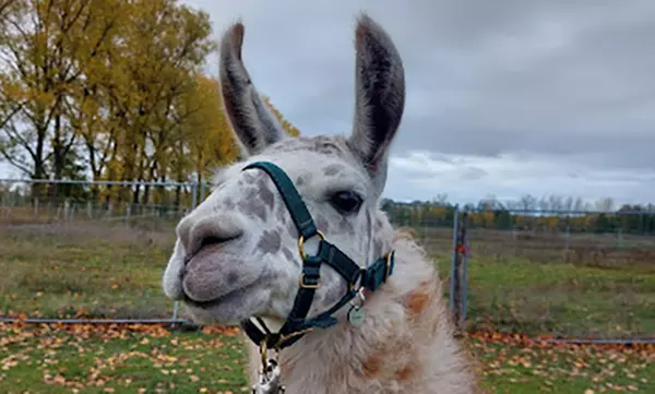 Erlebe magische Momente mit Lamas und Alpakas in der Natur