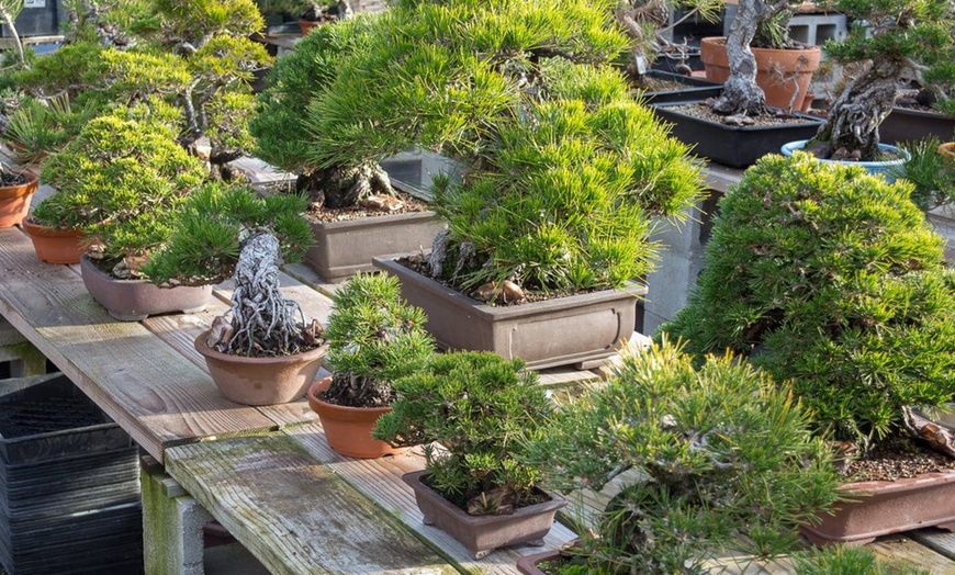 Image 3: Outdoor Bonsai Trees