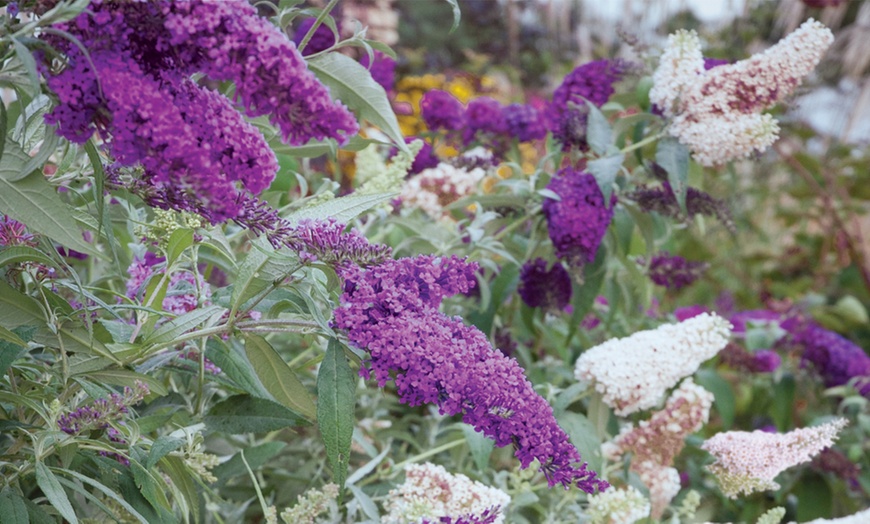 Image 5: Buddleja Buzz 3-in-1 Collection Hardy Shrub Plants