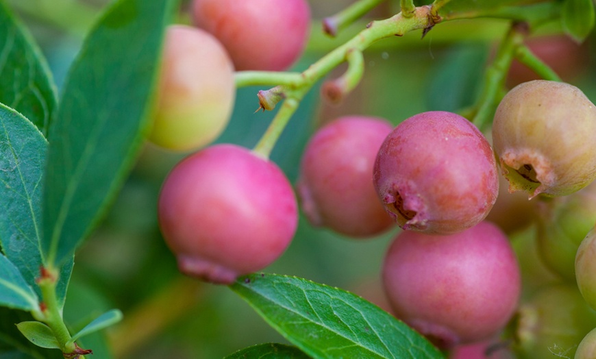 Image 3: 1, 2 or 3 Blueberry Pink Sapphire Plants in 2-Litre Pots
