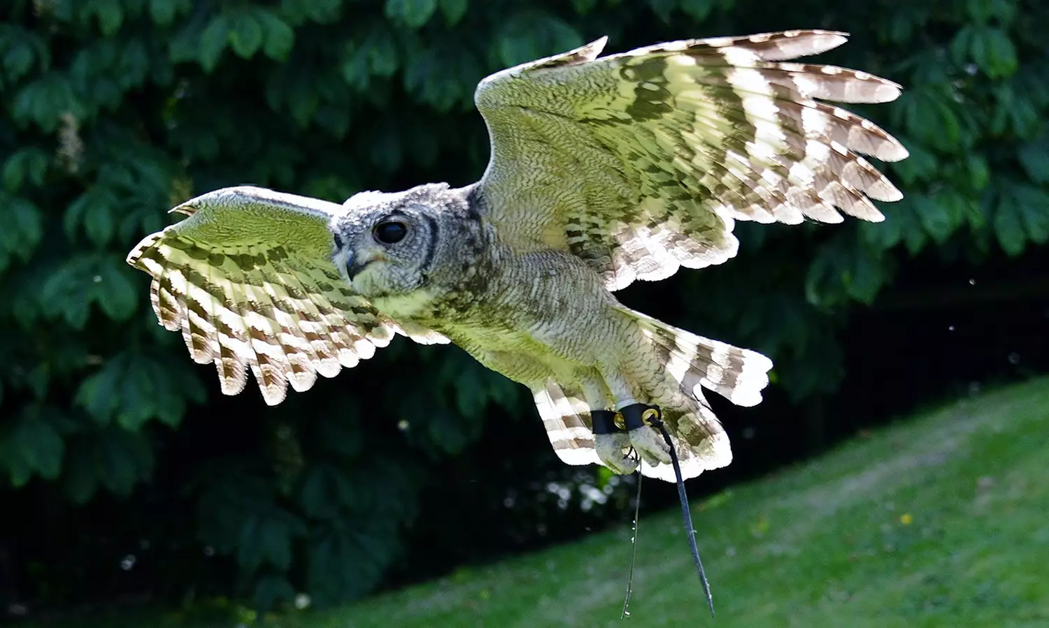 Get close to owls with a two-hour experience with Friends & Family