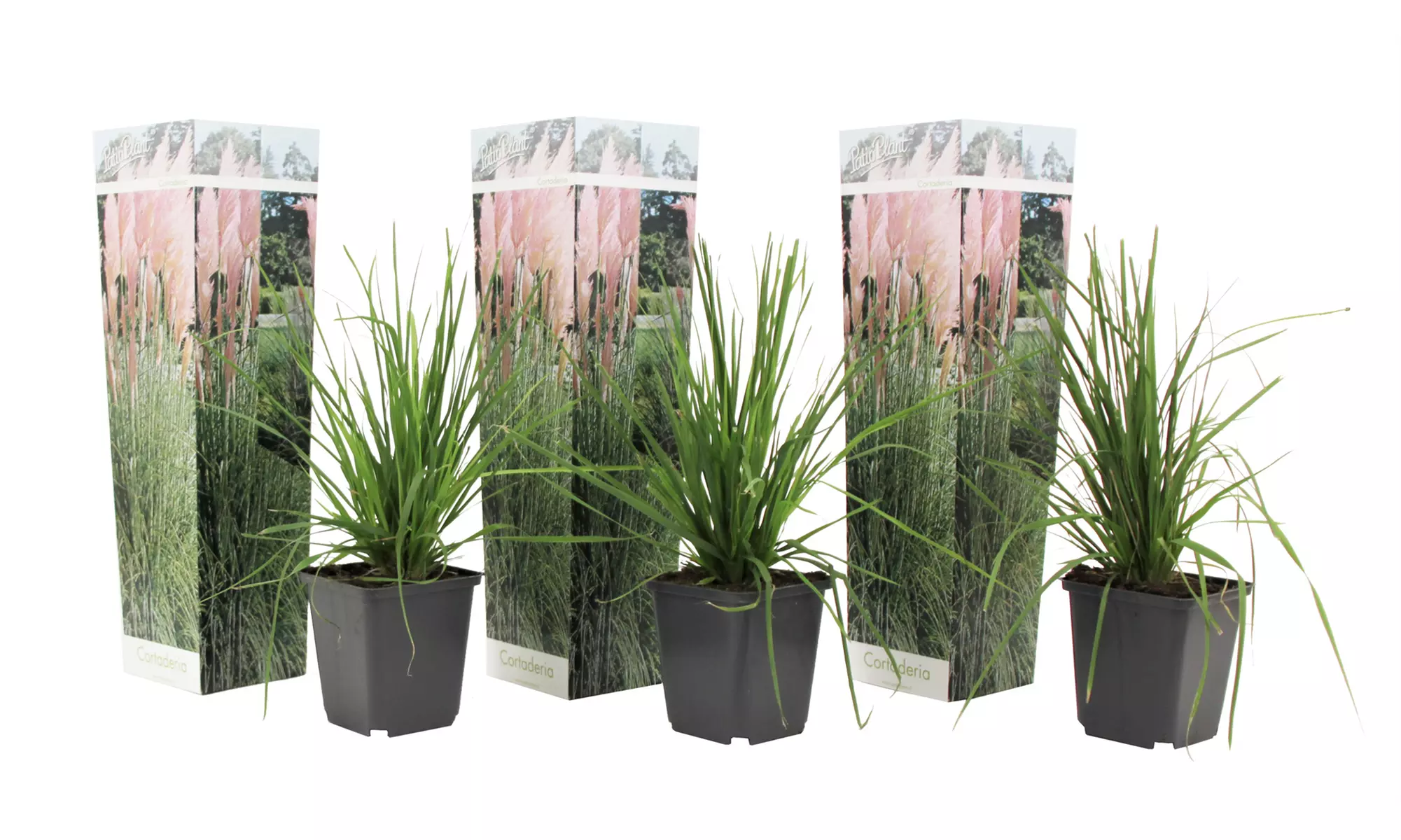 3er- oder 6er-Set Pampasgräser "Cortaderia selloana"