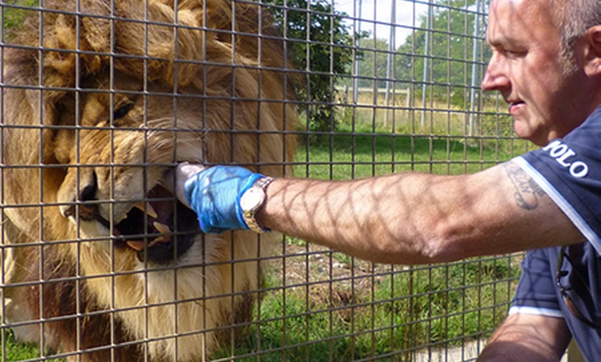 Image 3: Big Cat Experience at Linton Zoo