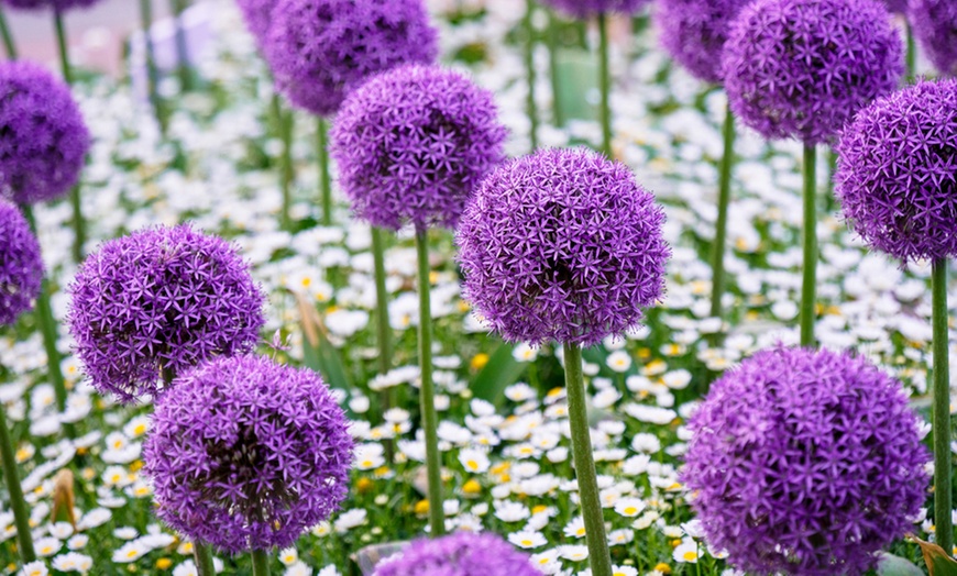 Image 2: Allium Purple Sensation Bulbs