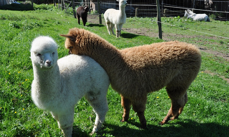 Image 3: Bis zu 3 Std. Alpaka-Wanderung für 2 Personen oder 1 Familie