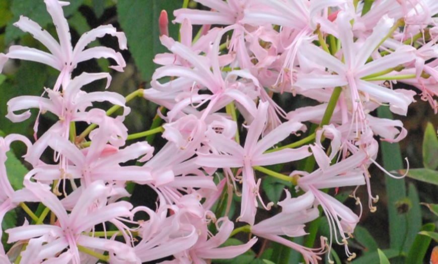 Image 4: Nerine Cornish Lily Two-Litre Potted Plants