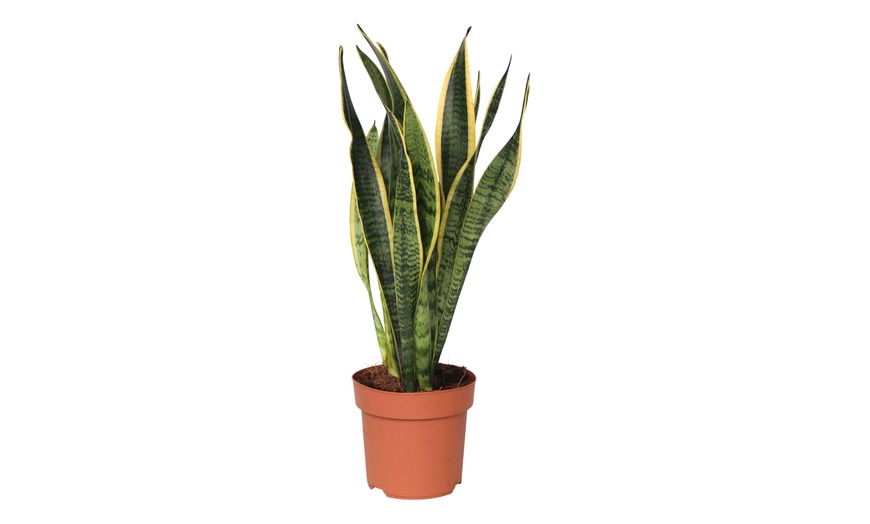Image 3: Plante Sansevieria