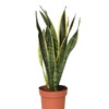 Image 3: Plante Sansevieria